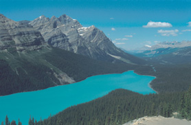 Picture postcard view on Peyto Lake
