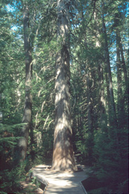 Cedars Nature Trail