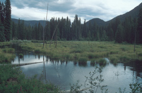 Beaver Pond
