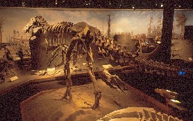 Dino in Royal Tyrrell Museum