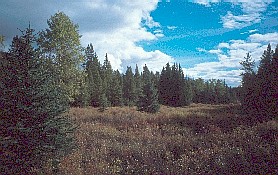 Moose Meadows