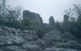Bois de Paiolive