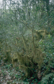 Typical vegetation in Bois de Paiolive