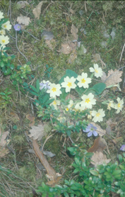 Typical spring vegetation