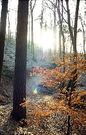 Pfaffenberg (Sp&auml;therbst 1992)