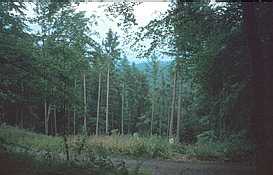 Blick von Taubensuhl &uuml;ber das Dachsloch