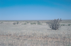 New Mexico: a Jumping Cactus