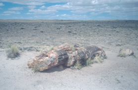 Petrified wood