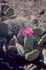 Beavertail cactus at SK Trail