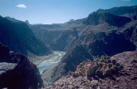 Colorado river and Beavertail cactus