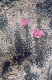 One of many cactus