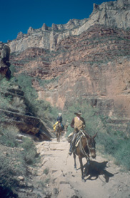 A mule train on BA Trail