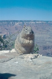 A squirrel on the rim