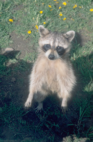 Racoon